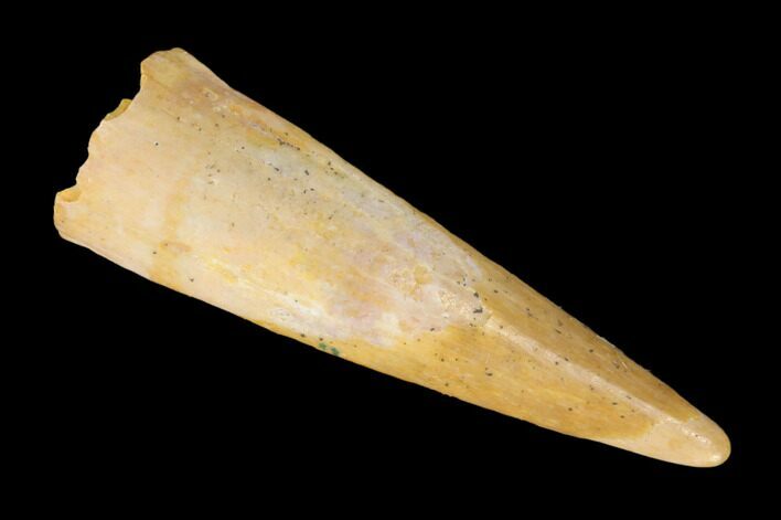 Fossil Pterosaur (Siroccopteryx) Tooth - Morocco #145205